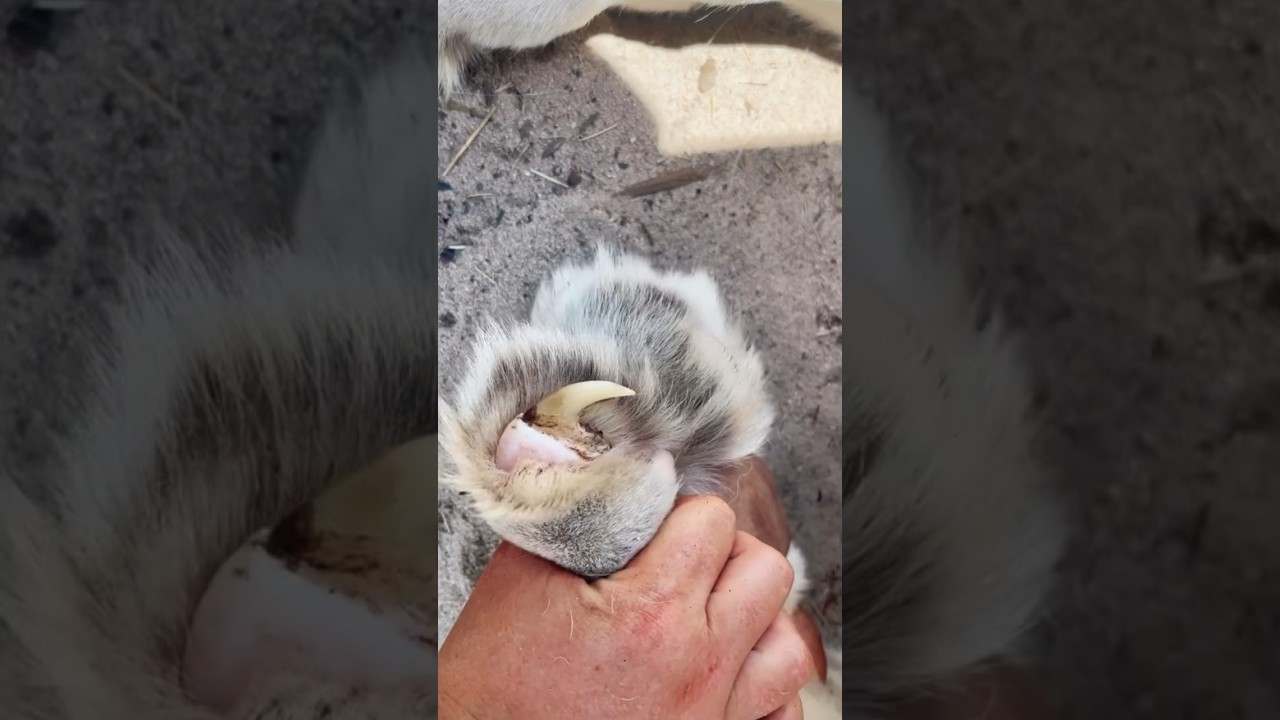 MASSIVE Lion Claws!