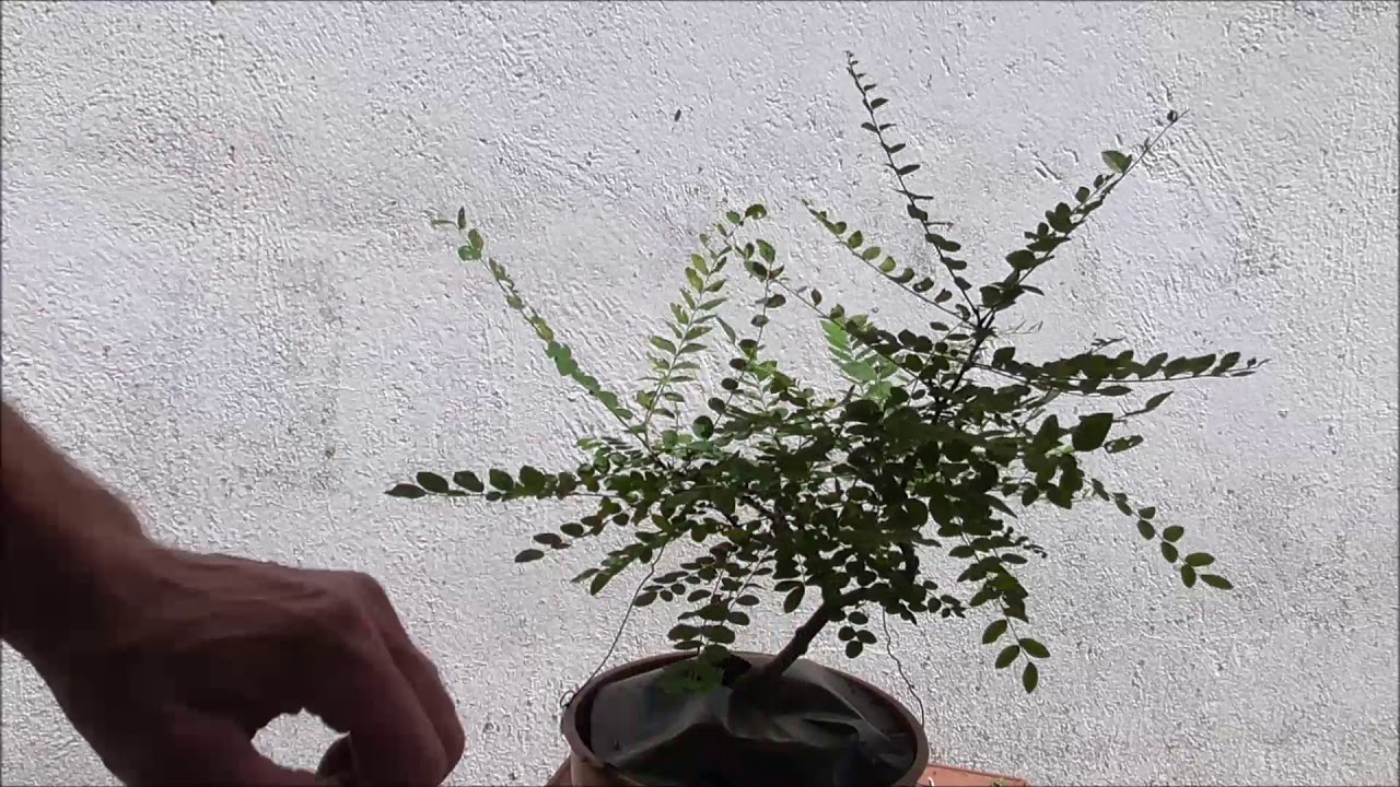 Sophora japónica mantenimiento 14 06 2018