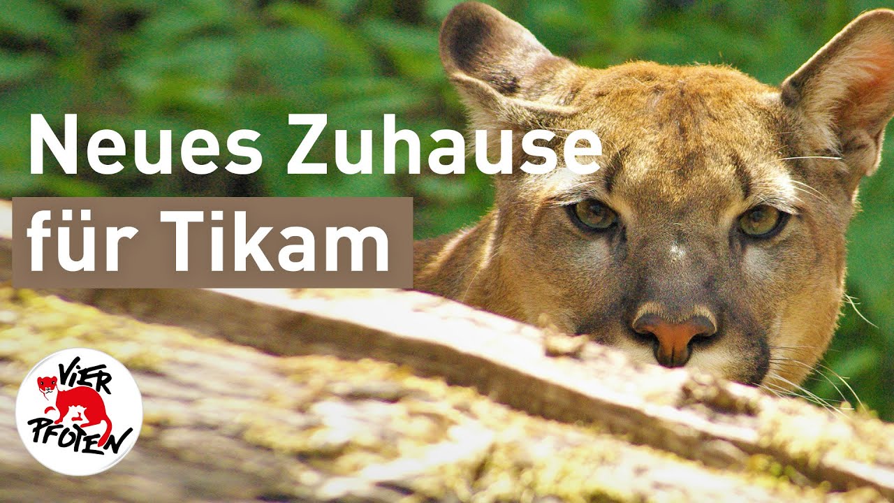 Neues Zuhause f&uuml;r Tikam | VIER PFOTEN