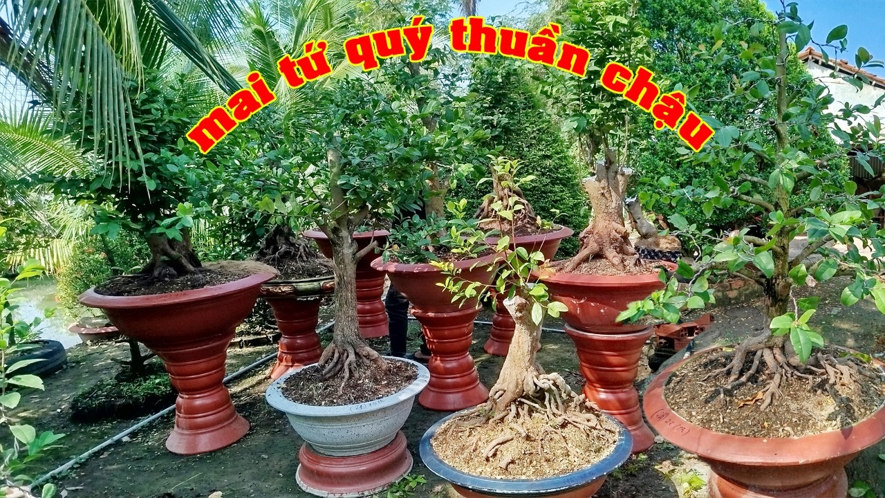 Phôi Mai Tứ Qúy Đế Xổ 0353125869 Lượm | Tứ Qúy Miệt Vườn