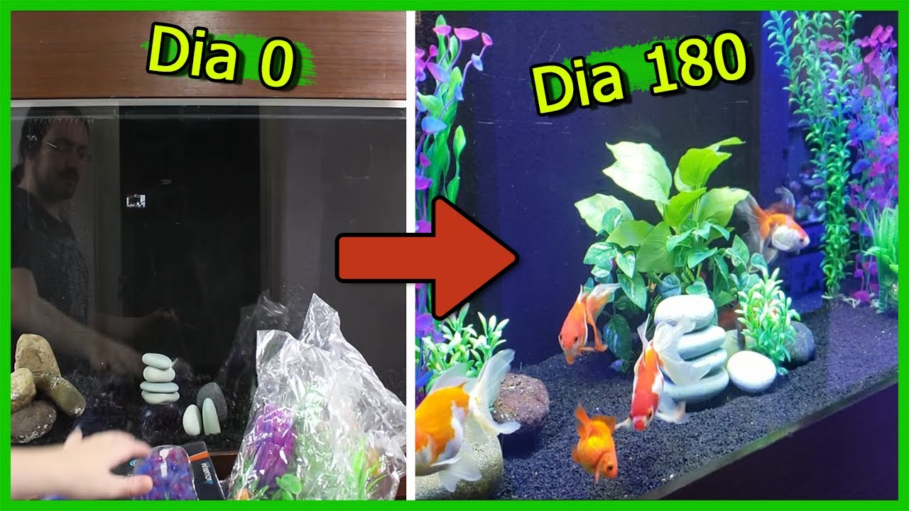 Evolução do Aquário de KINGUIOS em 180 DIAS!