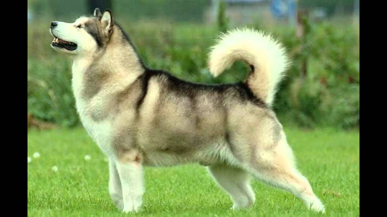 Dangerous Dogs Top 10