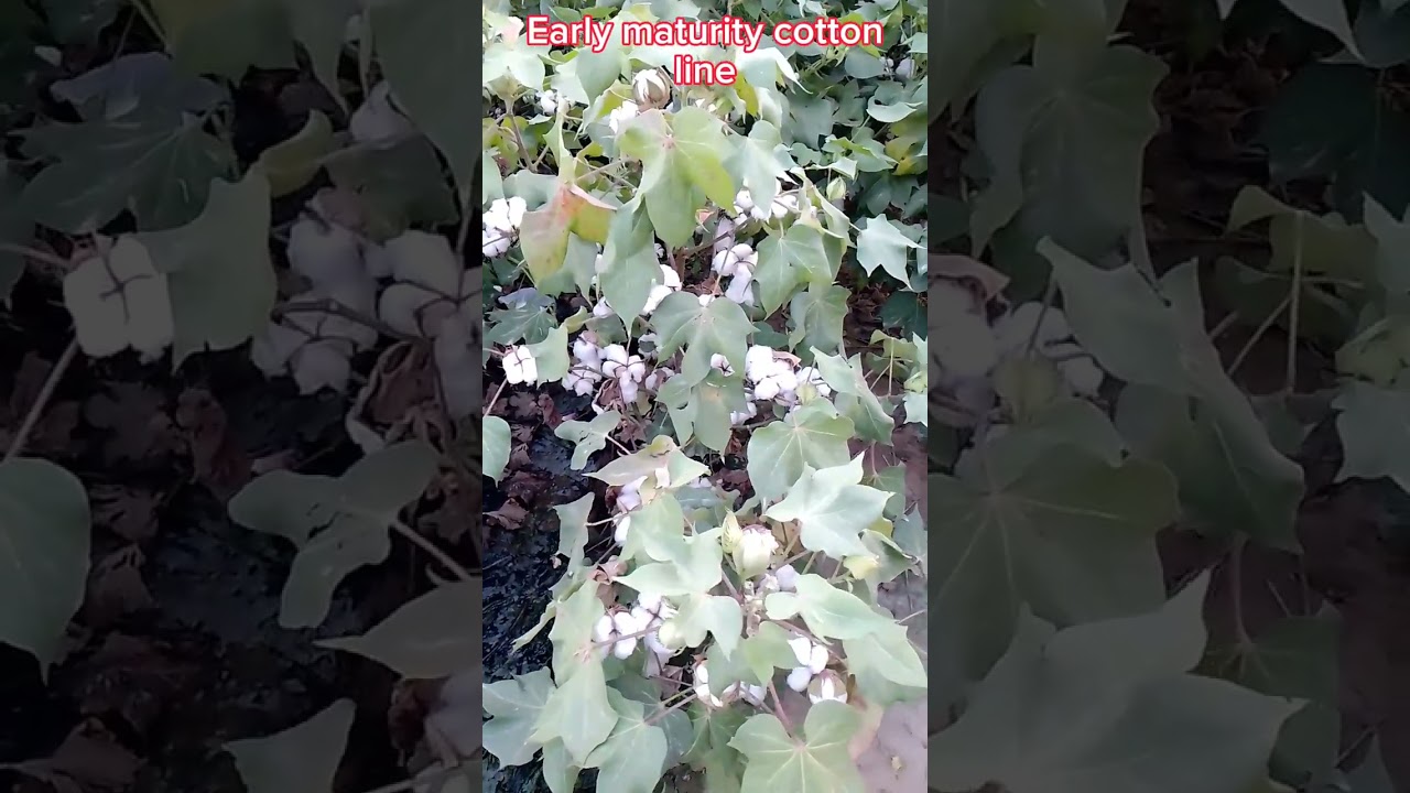 New advance line of cotton, early maturity cotton line duration 120 days #cottonbreeding #viralvideo