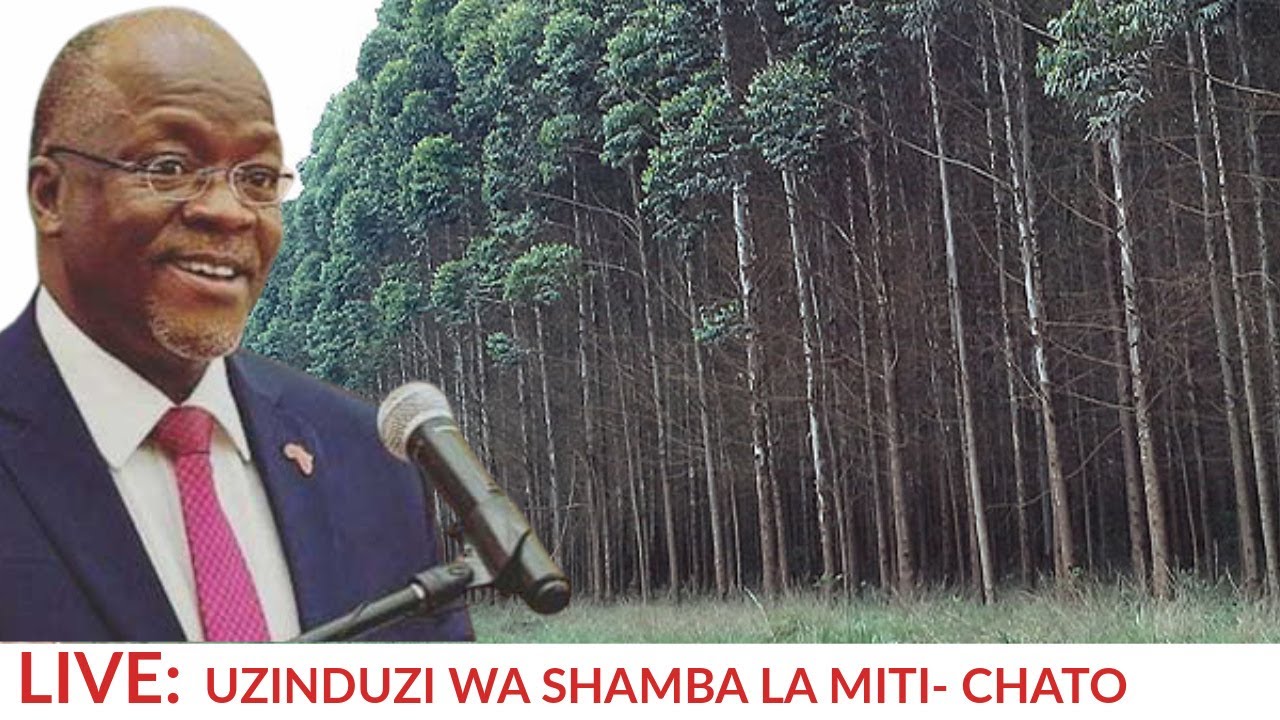LIVE: RAIS MAGUFULI AKIZINDUA SHAMBA LA MITI CHATO MKOANI GEITA