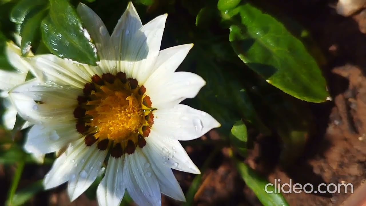 28 February Garden Vlog 🌿 Beautiful White Flower Blooming Today🥰🌻#viral#love#plants#garden