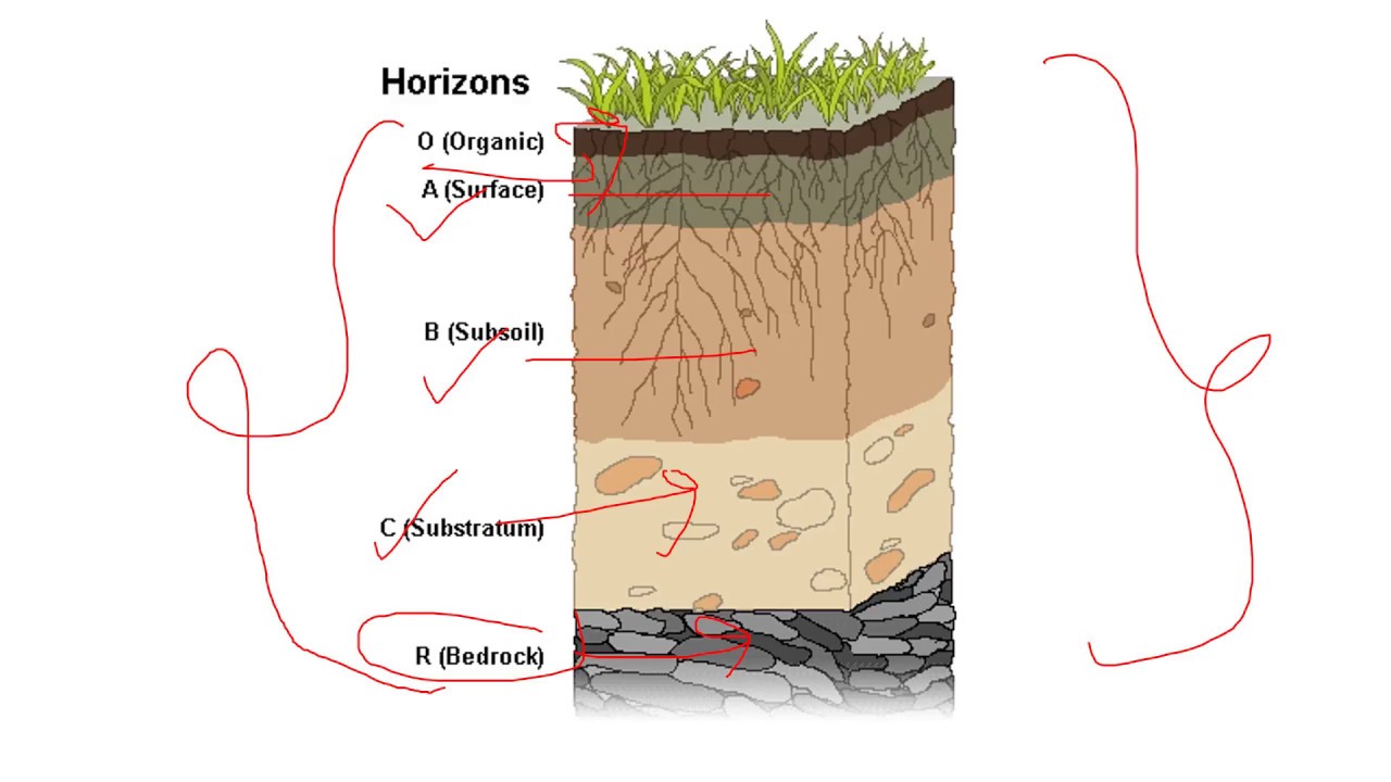 Development of Soil profile and soil horizons