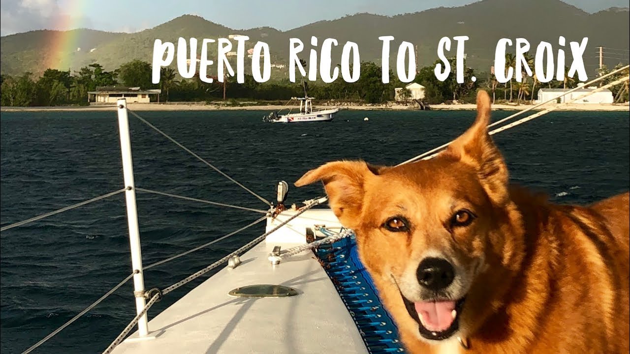 Puerto Rico to St. Croix -Rainforest, Sailing, and lots of fun! | Dog Vlog