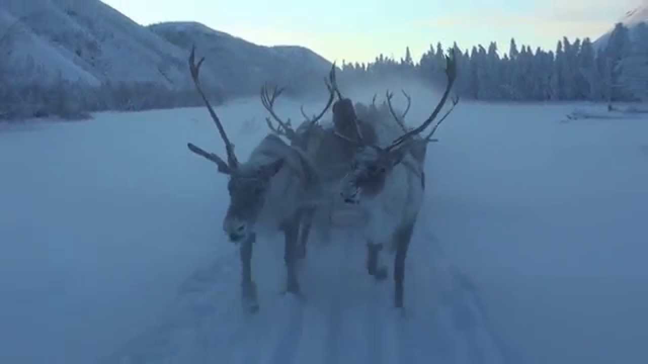 Reindeer Sleigh Ride in Oymyakon, Siberia. Searching, catching, riding, watching.