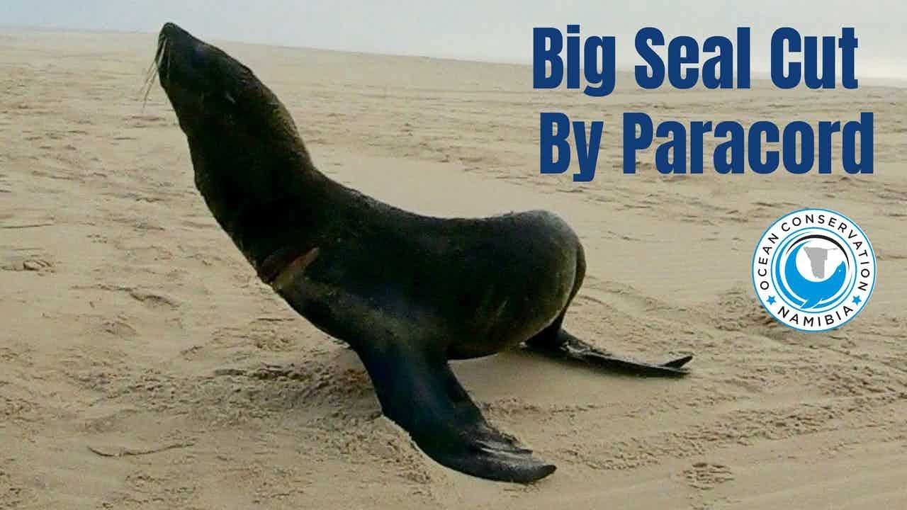 Big Male Seal Cut by Discarded Paracord
