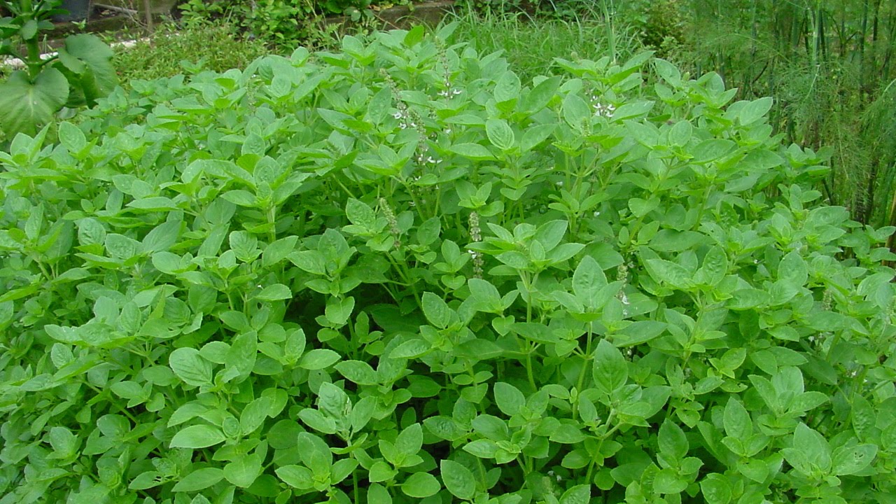 Curso Cultivo e Uso de Plantas Condimentares - Cursos CPT