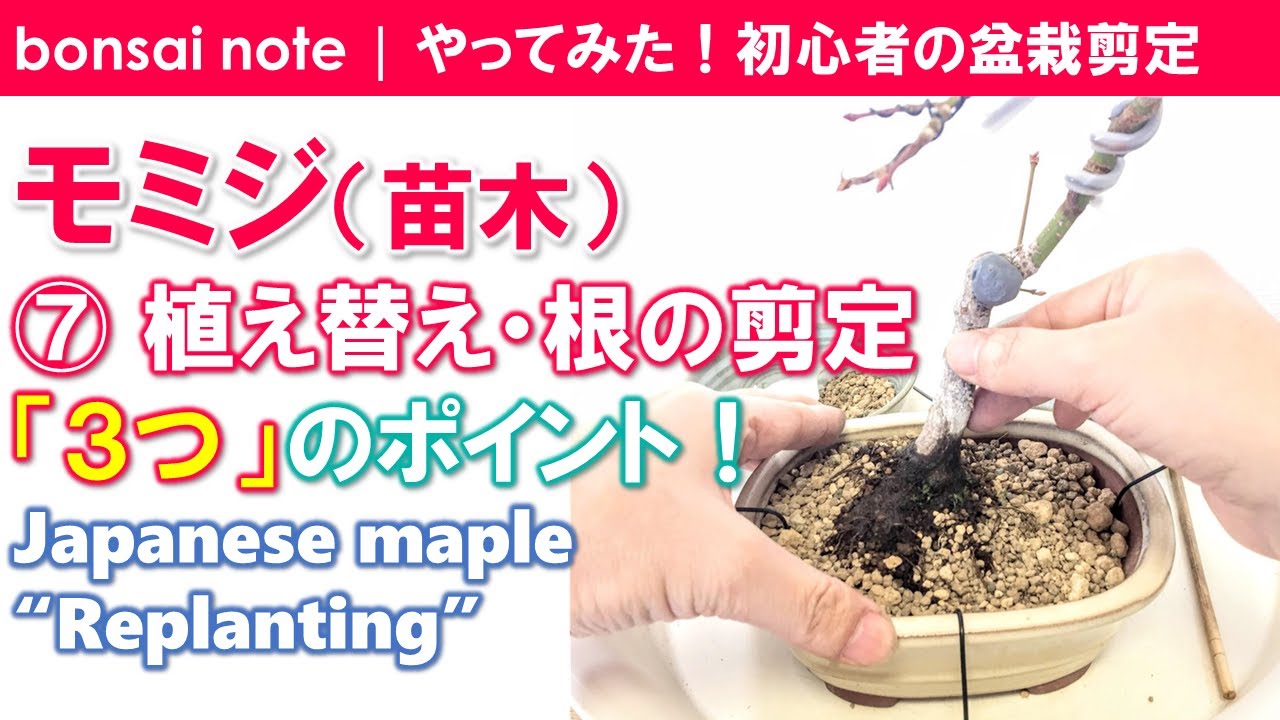 モミジ盆栽⑦植え替え3つのポイント！根の剪定｜Japanese maple “Replanting”／bonsai