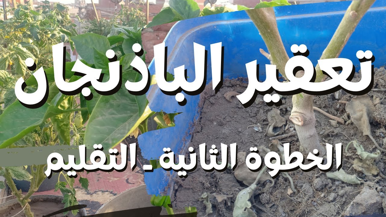تعقير الباذنجان | كيف تجمع من محصول الباذنجان عامين متتاليين ـ الخطوة الثانية