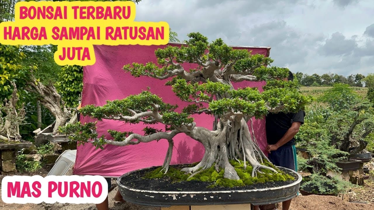 STOK BANYAK‼️HARGA RATUSAN RIBU SAMPAI RATUSAN JUTA📞 0857-3333-6888@JeckpaeyBonsai91 