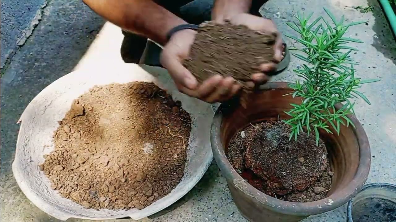 | How To Repot Rosemary Plant |