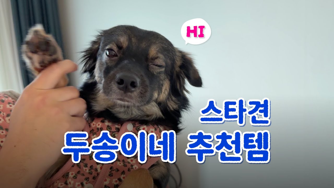 견플루언서 두송이네 🐶📸 맥시멀리스트 하우스 대공개 🏠🔍✨ ｢ 밥은 멍고 다니냥 ｣