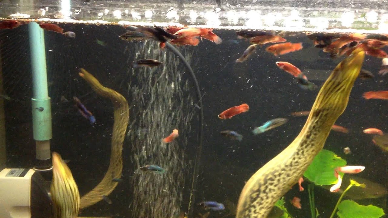 Leophard moray // Gymnothorax polyuranodon VS Betta