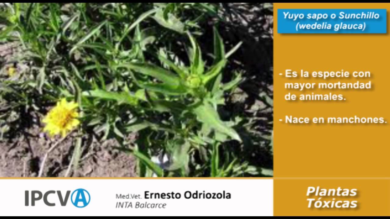 Plantas Toxicas