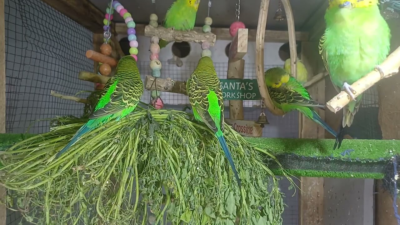 Why Do Parrots Talk? The Truth Will Shock You!
