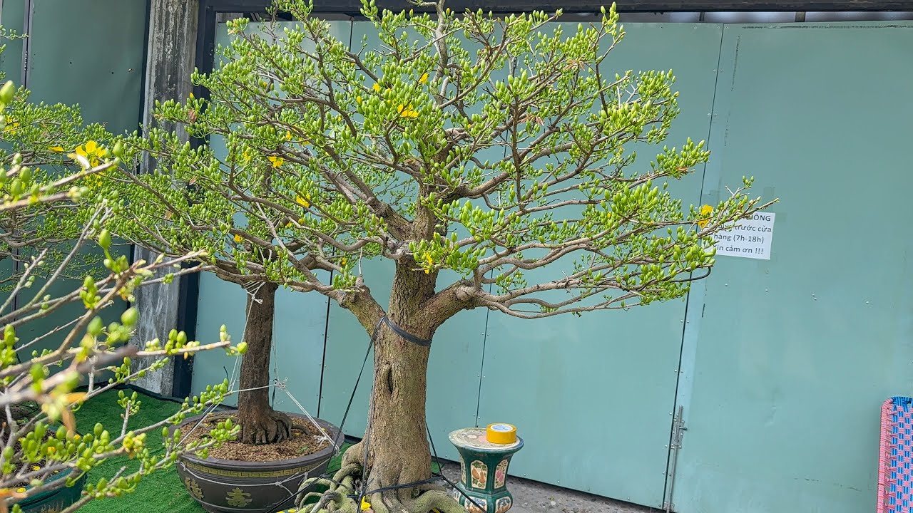CẢM ƠN KHÁCH HÀNG ĐÃ ỦNG HỘ VƯỜN MAI VÀNG DUYLÊ 