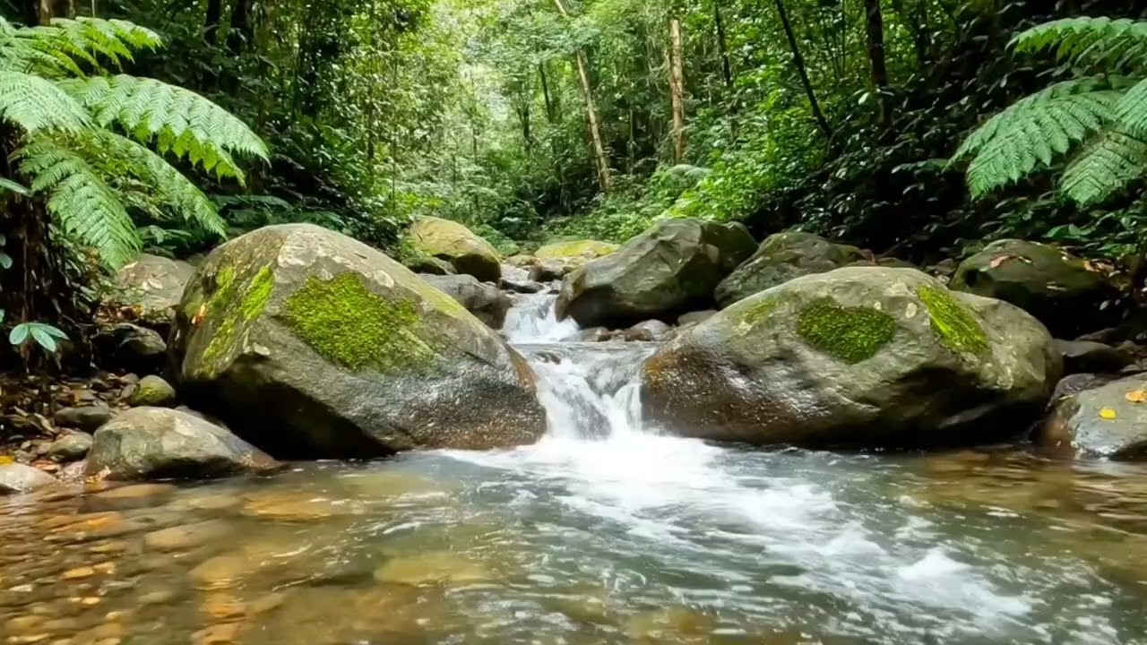 Gentle Rain in the Forest - Nature Sounds & Soft Bird Sounds for Relaxation