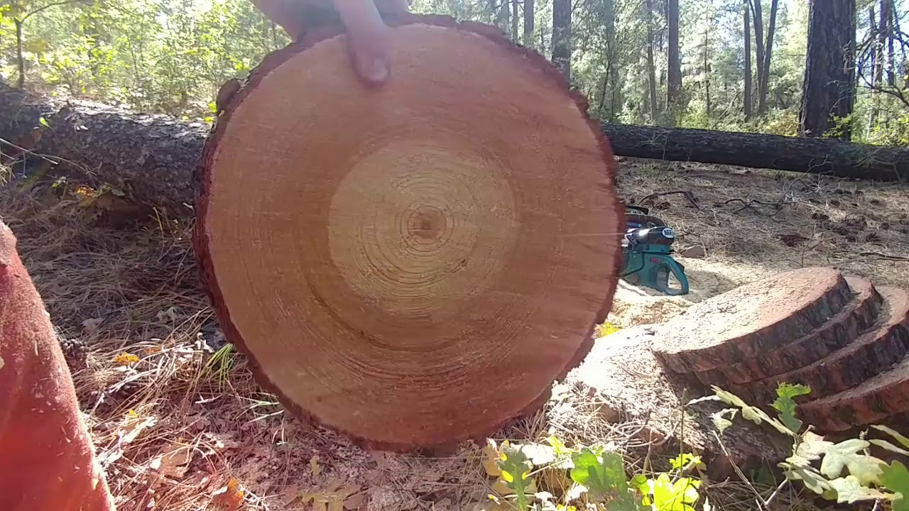 How to make a proper cut with a chainsaw