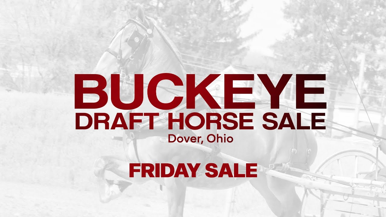 Buckeye Draft Horse Sale