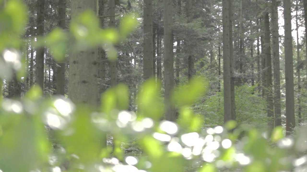Programme Immobilier Center Parcs Vienne - Grand Ouest
