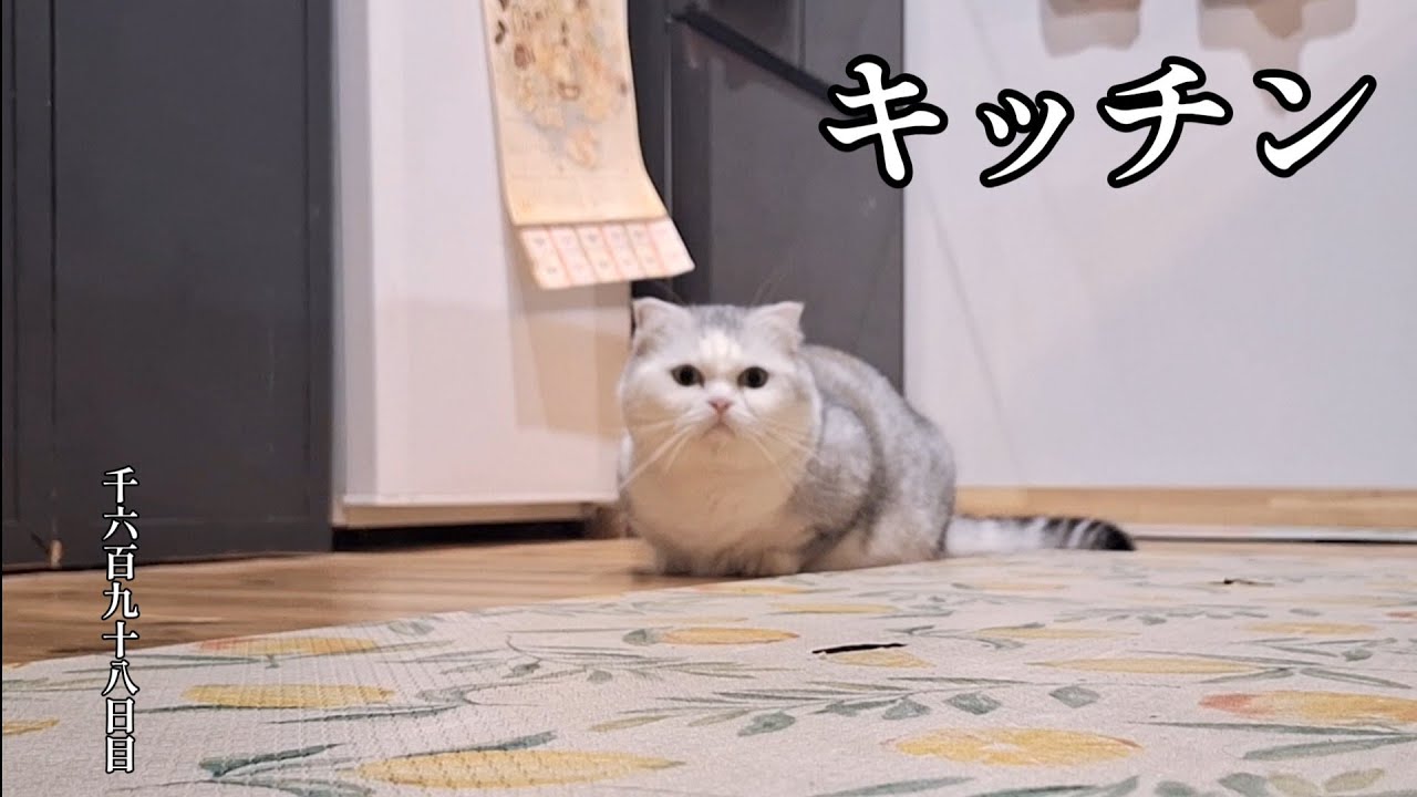 キッチン　こねこ成長日記　千六百九十八日目