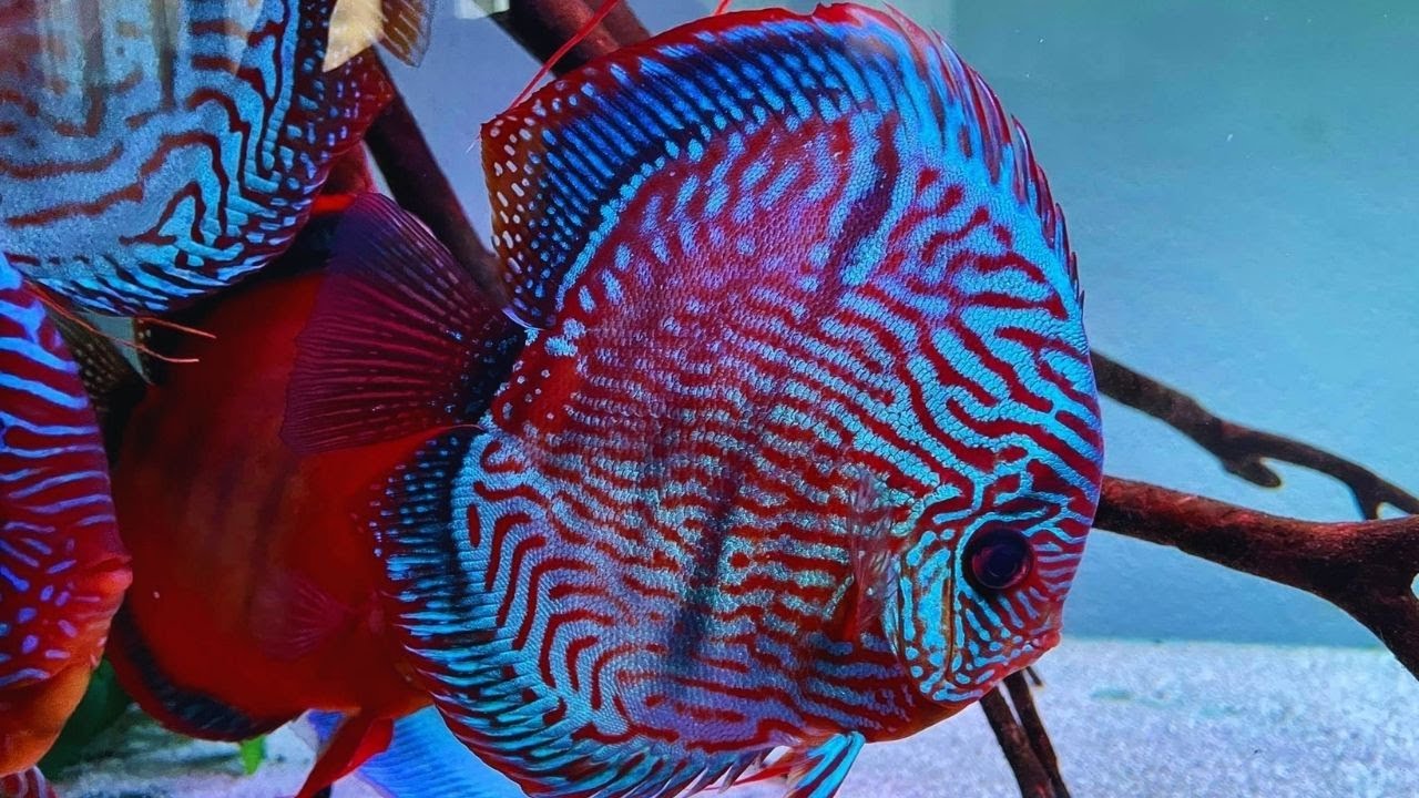 Beautiful Super Red Leopard Discus Fish | Gorgeous Discus Aquarium