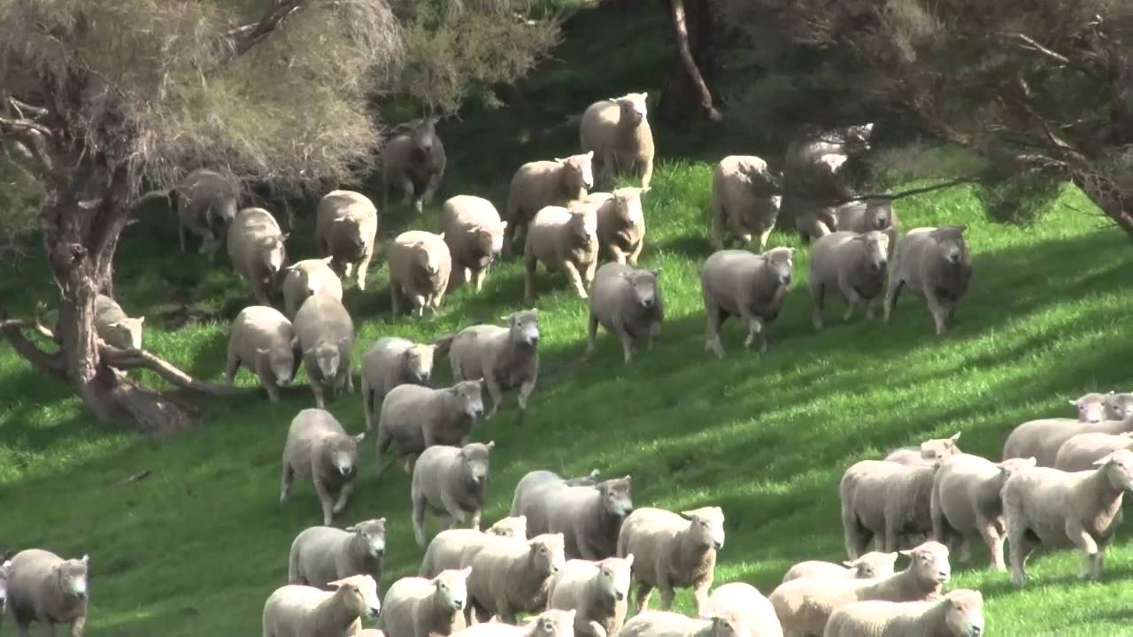 PGG Wrightson Stud Tour - Ep 24 - Hildreth Romneys - Hawkes Bay
