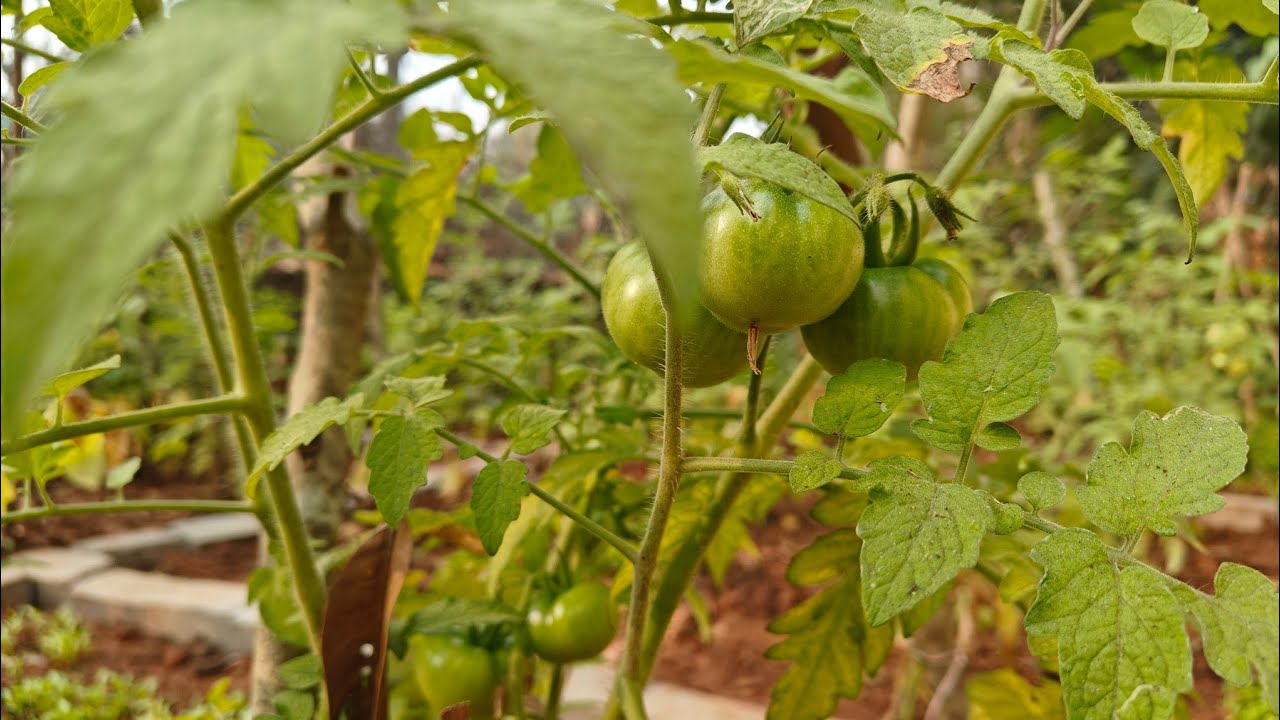 Hamaari mehanat rang laayi ❤️