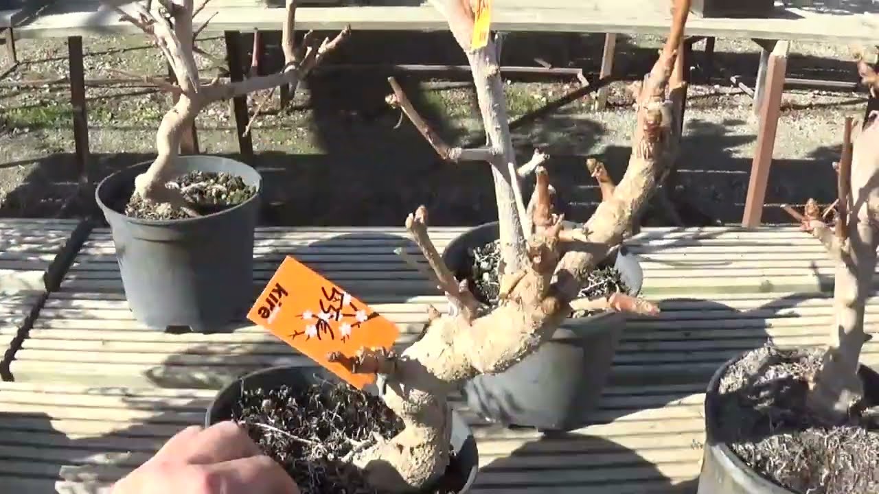 Han llegado arbolitos nuevos 25/01/2024