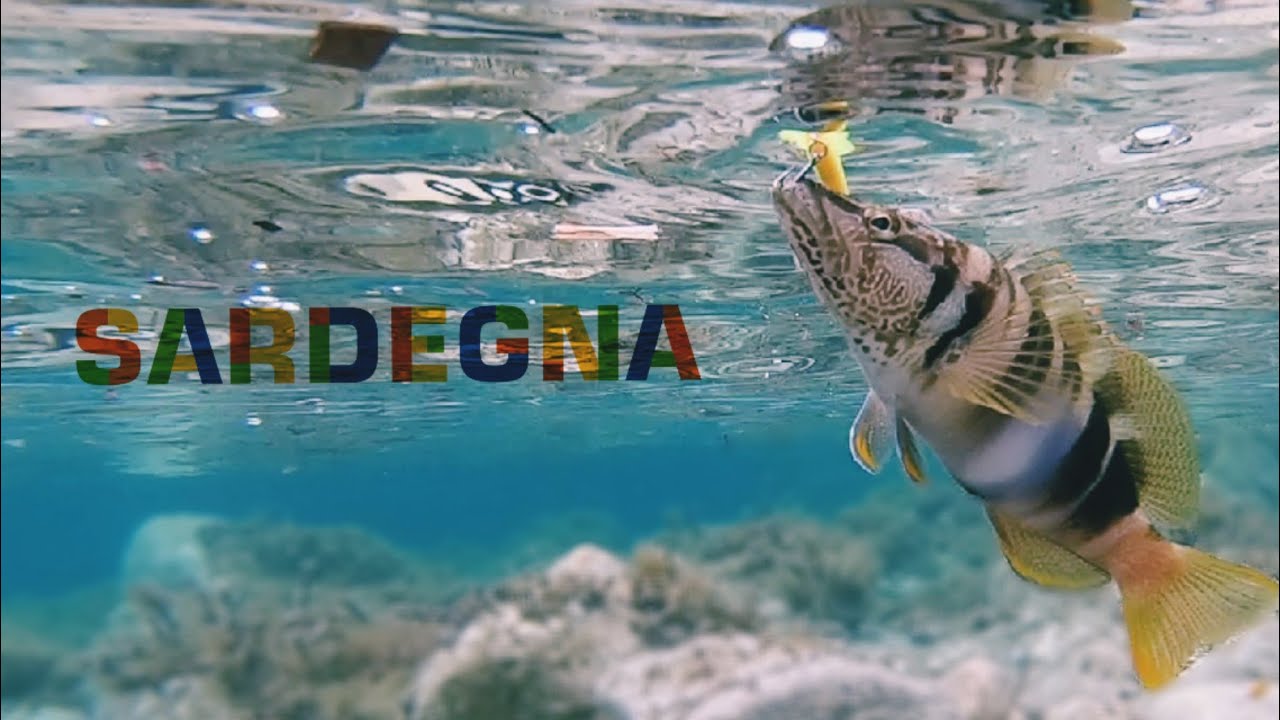 MISSIONE SARDEGNA #8 🐠