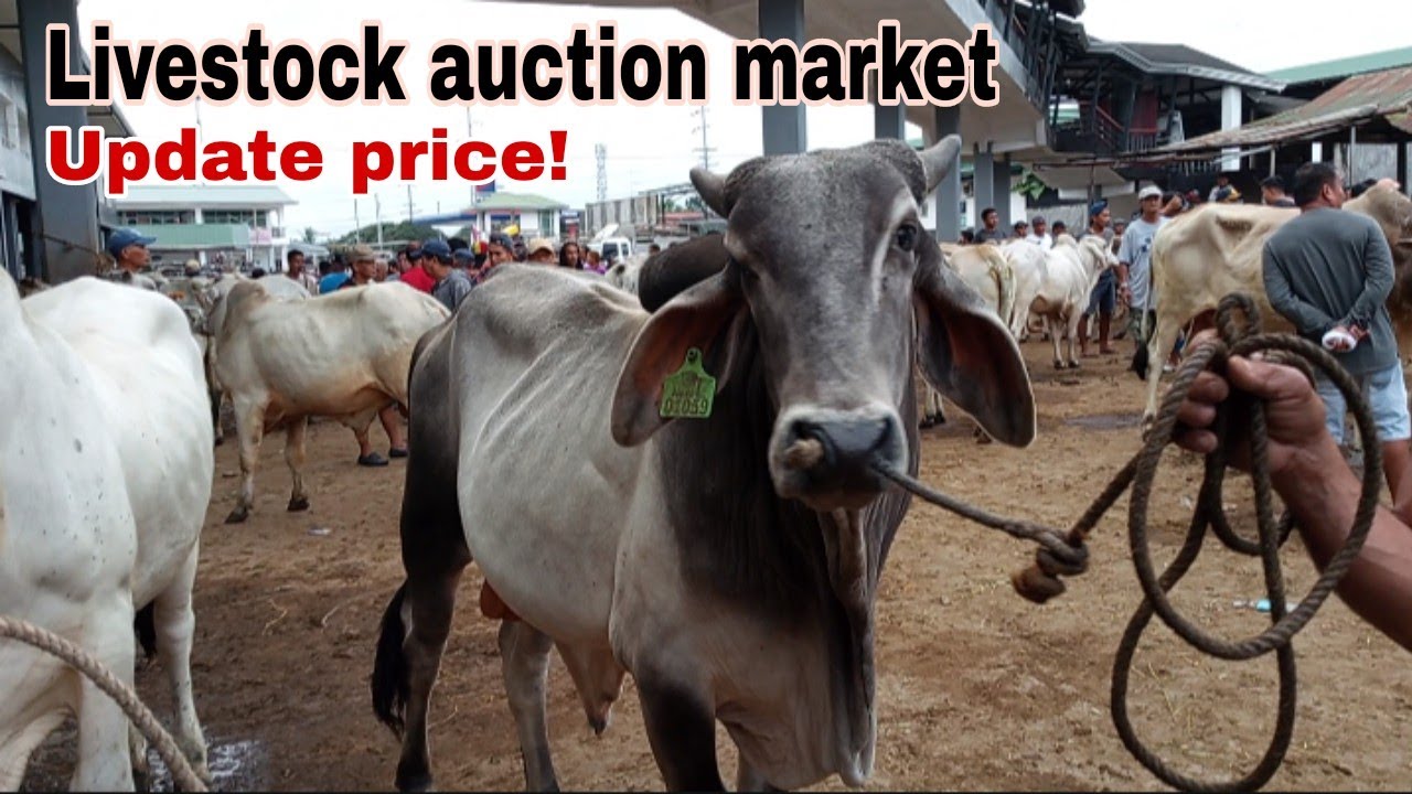 Presyo nang kalabaw at baka sa pamilihan livestock auction market