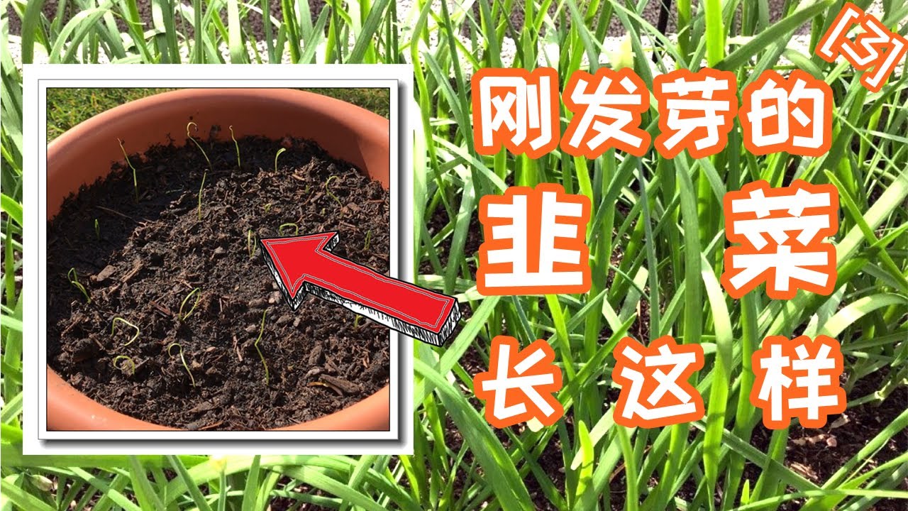 【和阿黎一起种韭菜(3)】从一粒种子到韭菜盒子Day9 -- 发芽 | 韭菜发芽期间的养护 #待在家里#跟我一起种韭菜