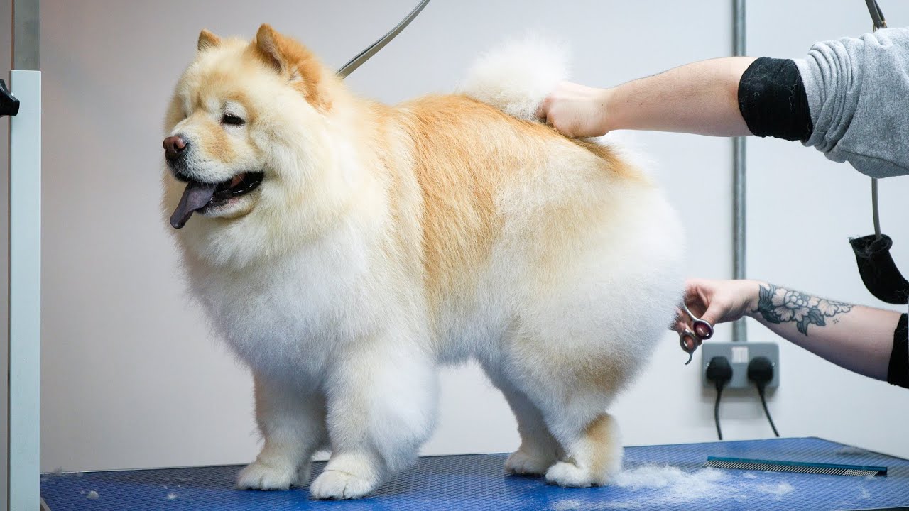 Chow Chow Full Groom - Dog Grooming Tutorial