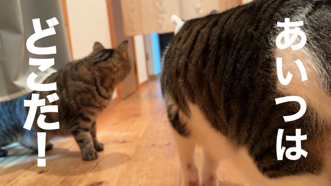 母さんに見つかったら終了ゲーム中の猫
