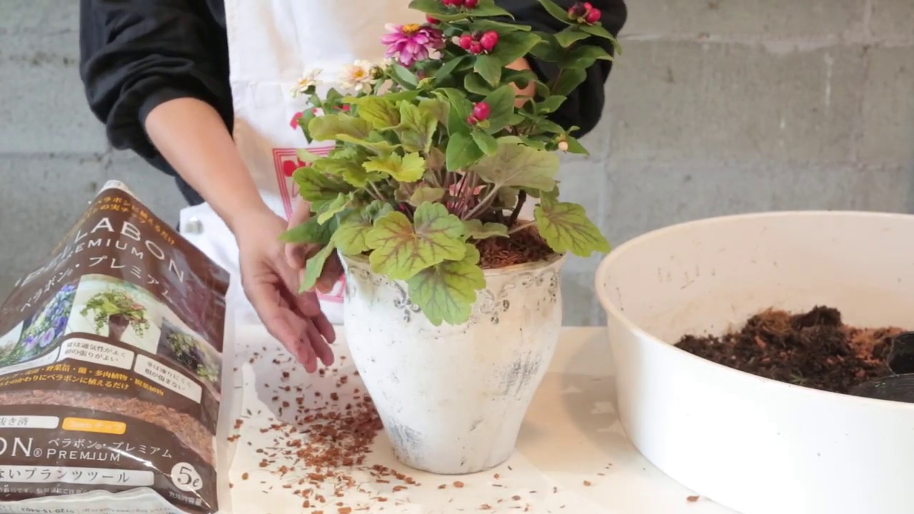 ベラボンプレミアムを使った寄せ植えの植え方