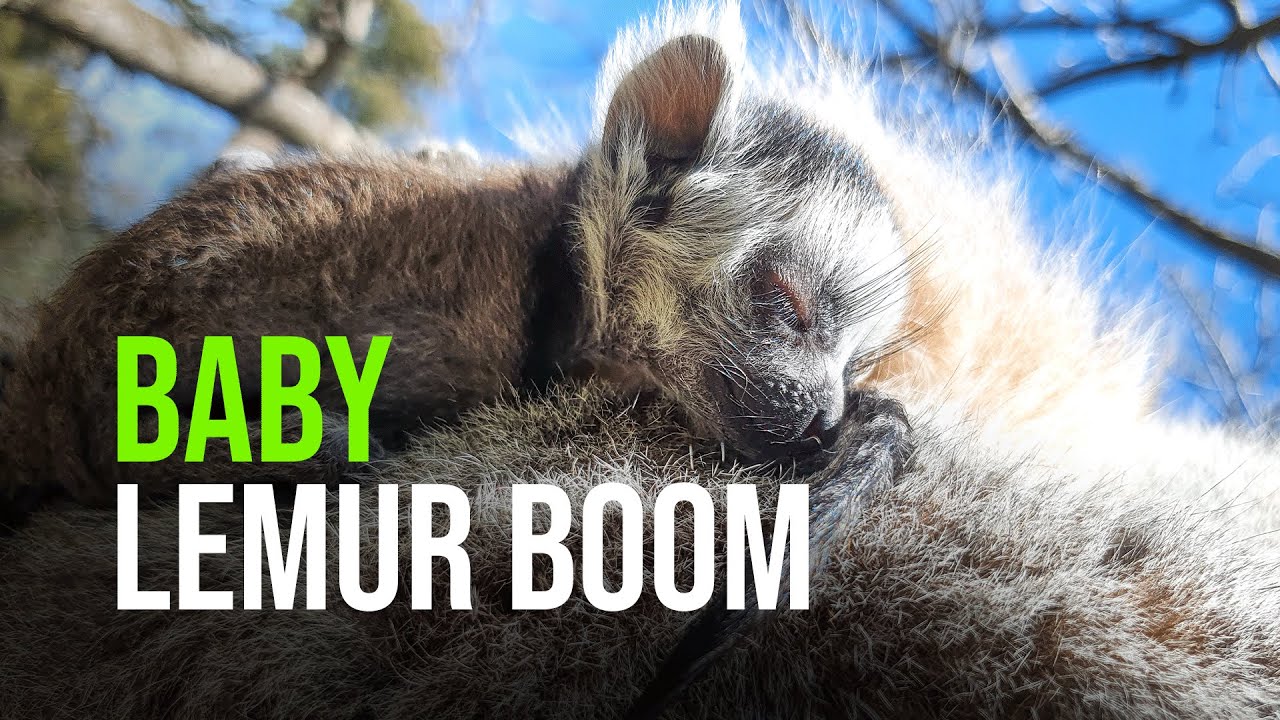 Ring-Tailed Lemur Baby Boom At Dubbo Zoo