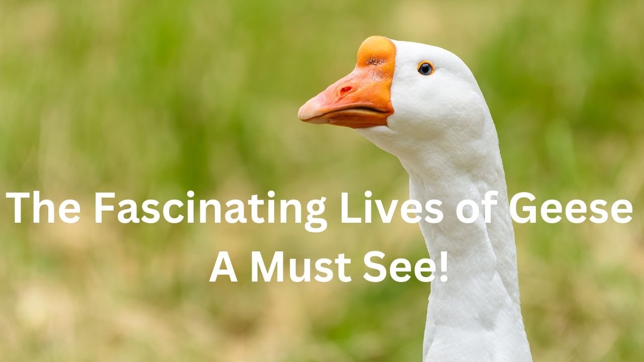The Fascinating Lives of Geese - A Must See!