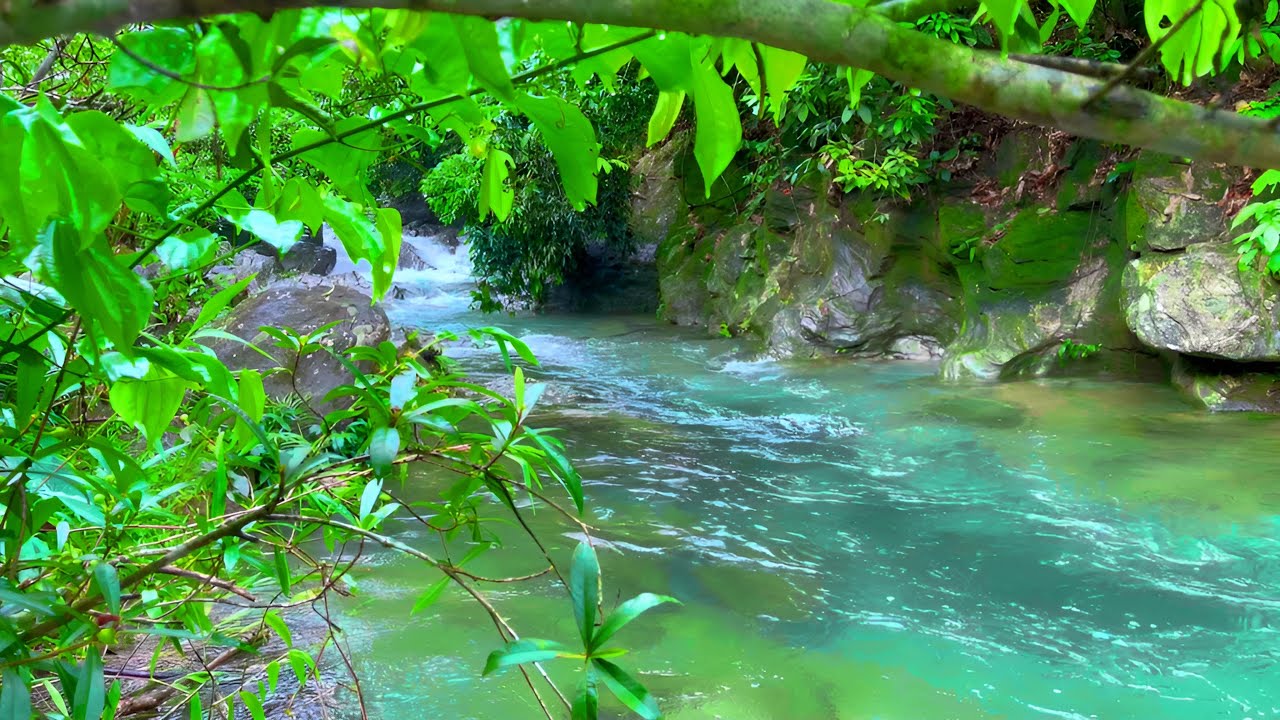 Forest Bird Sounds and Stream Flow, Insects Chirping, Nature Sounds for Relaxation and Stress Relief