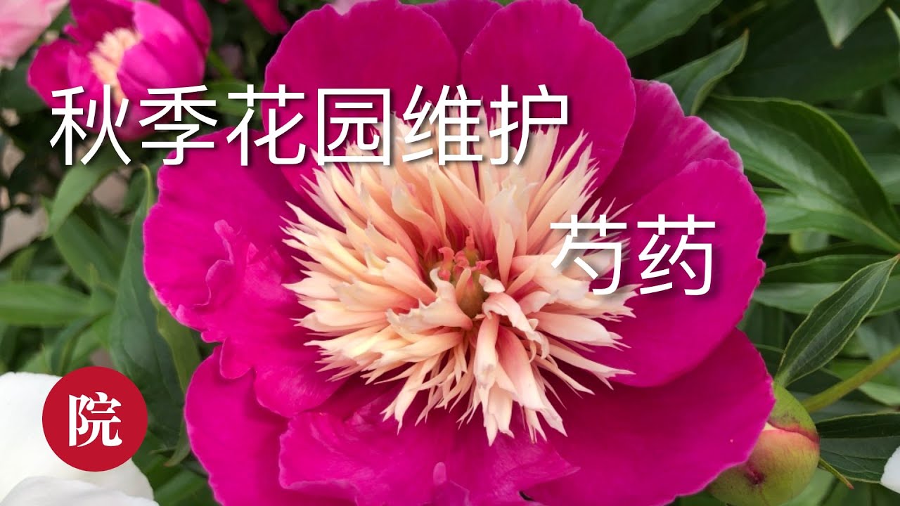 【彬彬有院】种•秋季庭院维护之二----芍药篇//1.如何防治芍药白粉病；2.芍药秋季养护；3.什么时候以及如何给芍药分根