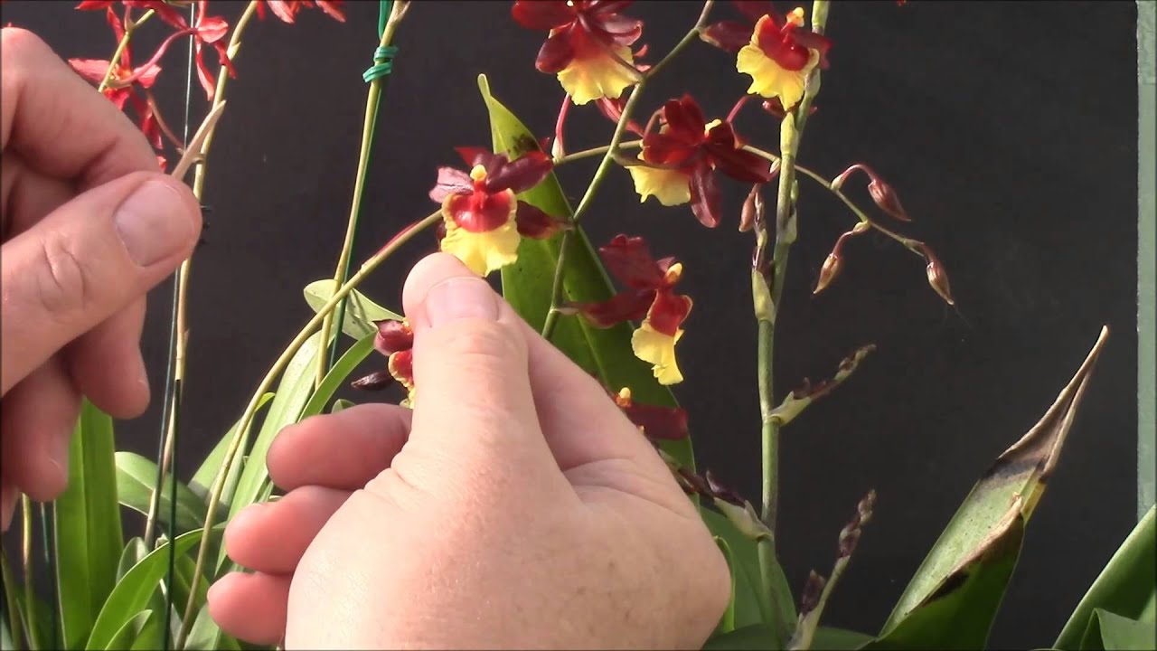 Oncidium Alliance Hybridizing: Wil. Garnet Star X Oncda. Hula Halau