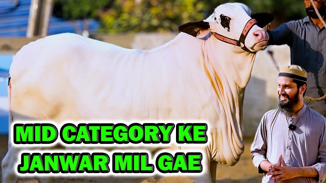 Mid Category ke Janwar for Bakra Eid 2026 | Cattle Market Karachi