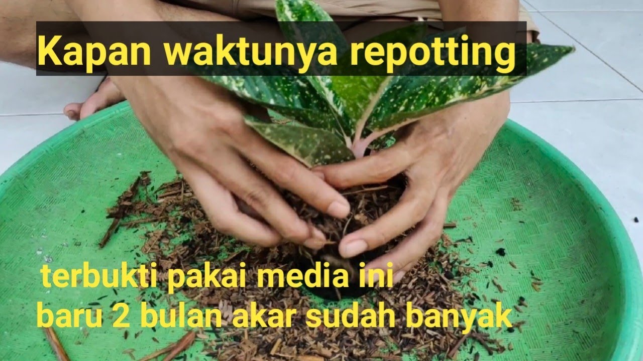 Kapan waktunya repotting #aglonema #aglonema #aglo #semiaglao #flowers
