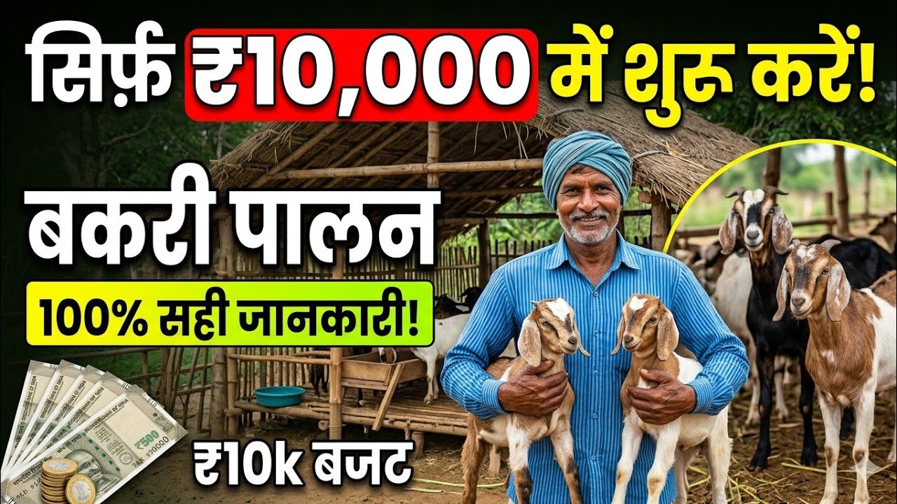 क्या ₹10,000 में बकरी पालन मुमकिन है? जानिए पूरी सच्चाई
