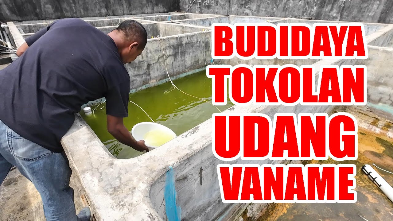 CARA BUDIDAYA TOKOLAN UDANG VANAME KABUPATEN JEPARA || DEKAT PANTAI KARTINI