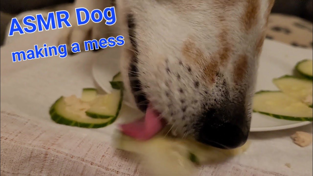 cute ASMR Dog eating cucumba snack I making a mess I relaxing, no talking I mukbang