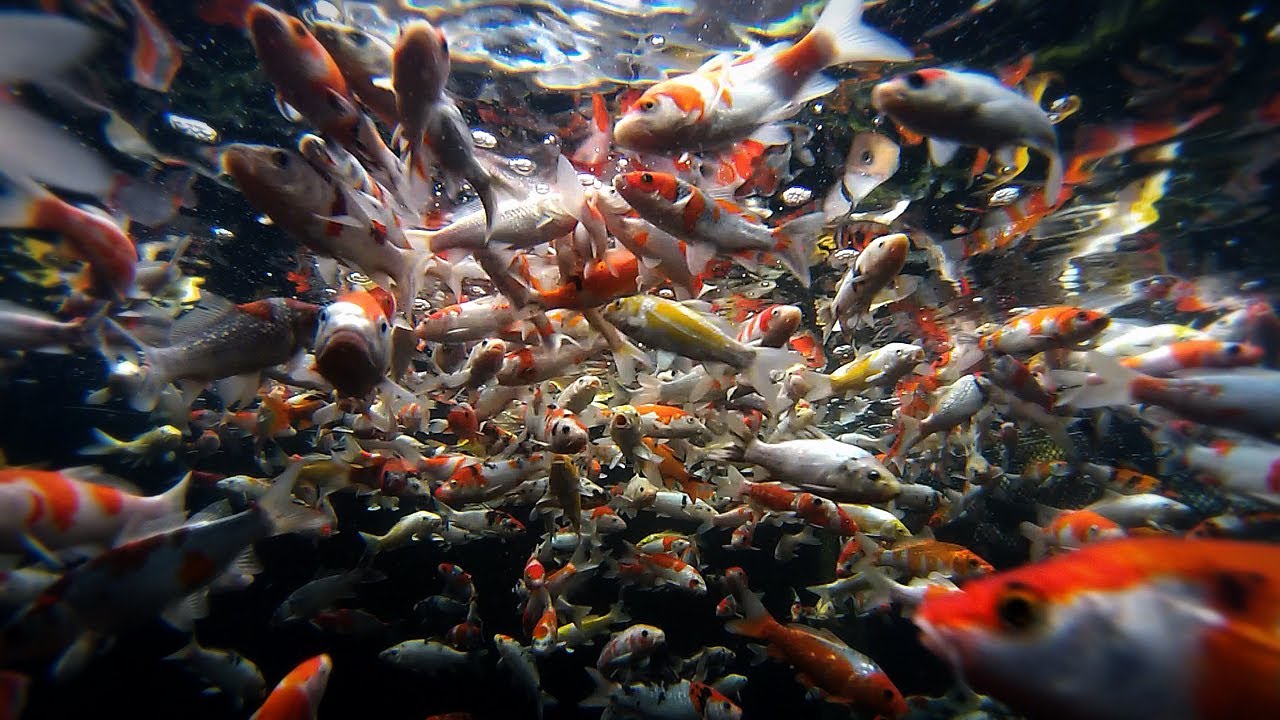 Fish Selection | Choosing Young Koi Fish for Your Pond - Part 3
