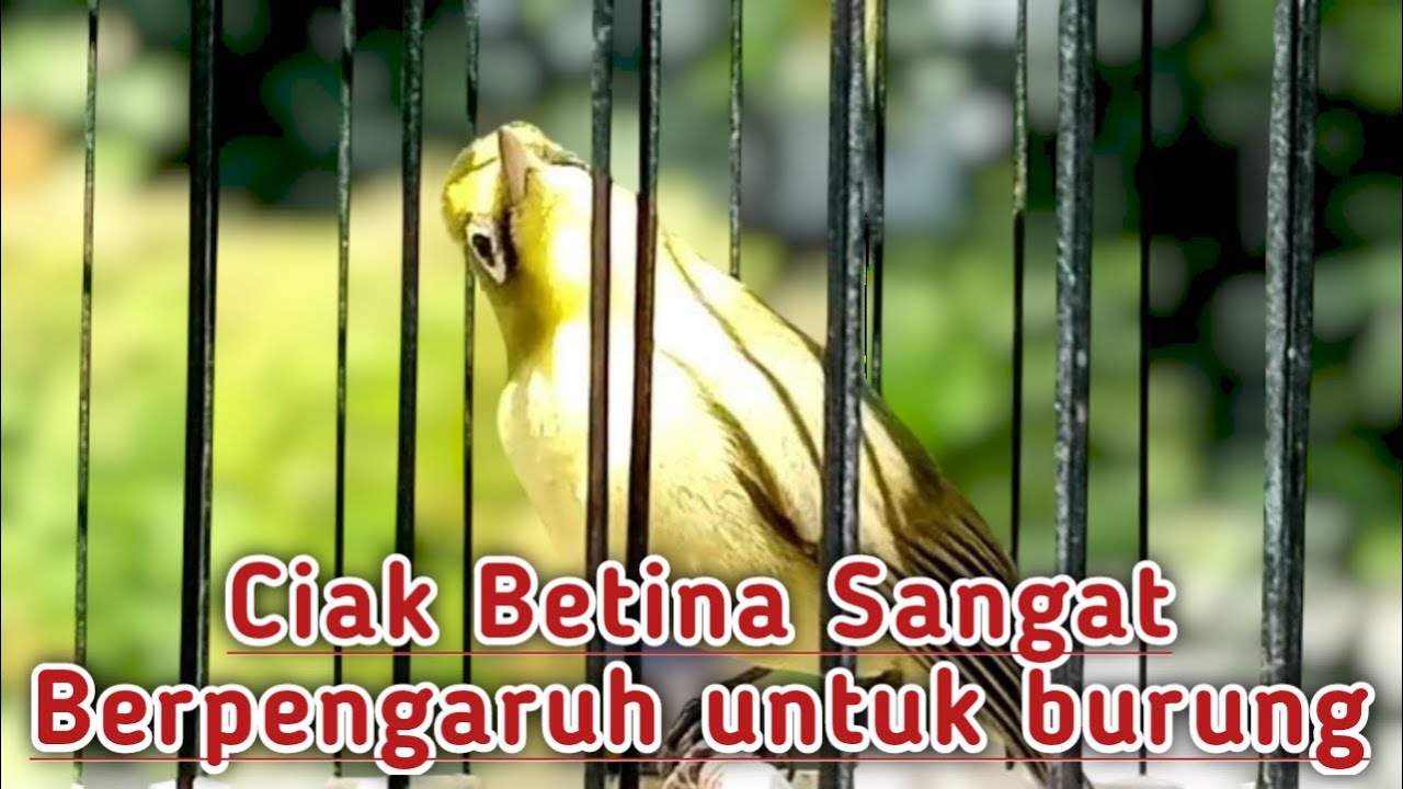 CIAK BETINA SANGAT BERPENGARUH UNTUK MENGGACORKAN BURUNG ‼️PANCINGAN CIAK CIAK JOSS AMBARAN